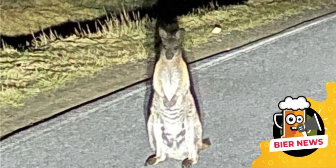 Dieser ungewöhnliche Gast streift derzeit durch Sebnitz in der Sächsischen Schweiz. Känguru Sachsen Beuteltier Polizei