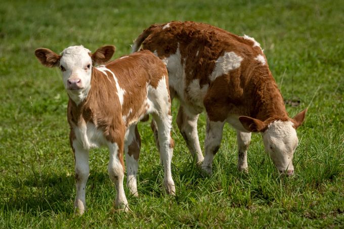 Die Trächtigkeit einer Kuh dauert neun Monate, genau wie die Schwangerschaft beim Menschen. Kalb