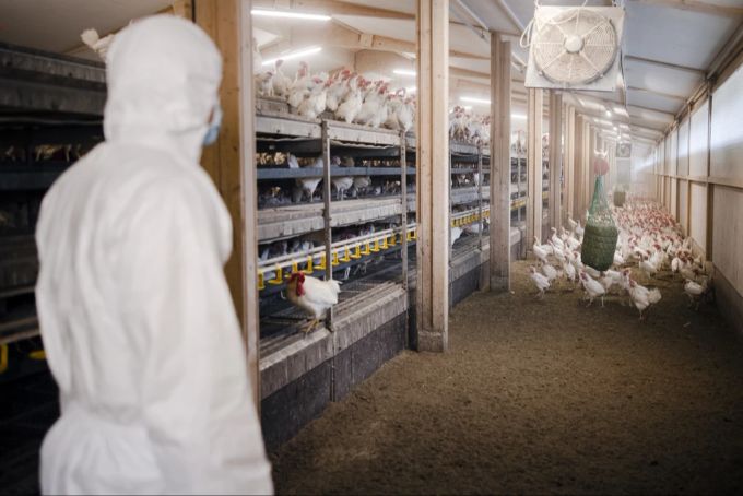 Ursprünglich waren nur Vögel von der Vogelgrippe betroffen. Nun gibt es Varianten, die auch Säugetiere und Menschen befallen.(Symbolbild) Vogelgrippe