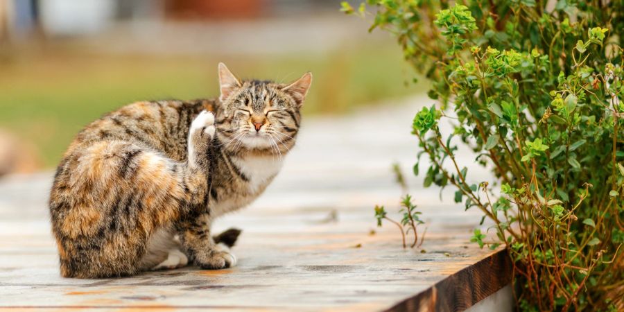 Katze kratzt sich