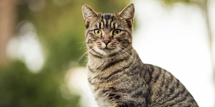 katze erschossen nach biss