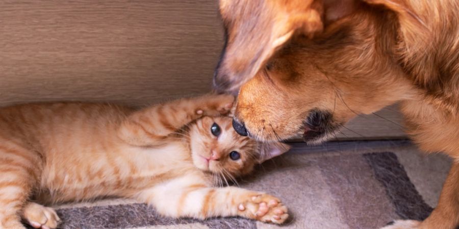 Katze, Hund