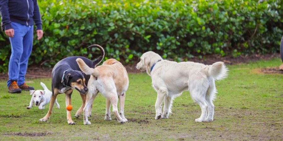 Hundewiese Hunde beschnüffeln sich