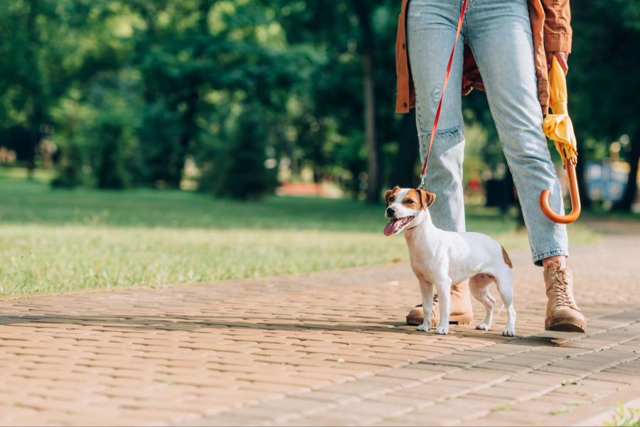 Hund, Gassi im Park