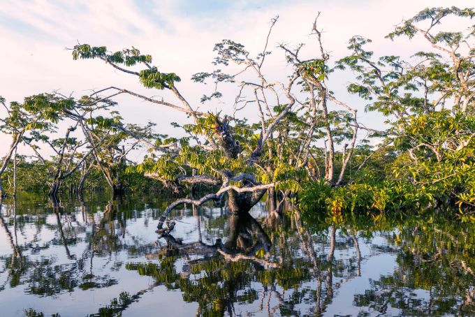 Mangrovenwälder im Amazonasgebiet. Wasseroberfläche Spiegel Mangroven Bäume