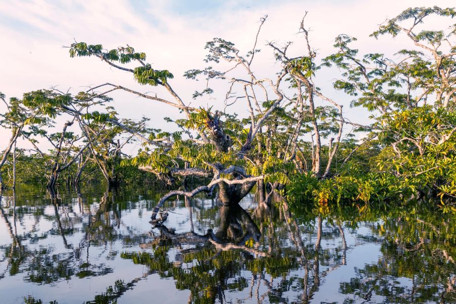 Wasseroberfläche Spiegel Mangroven Bäume