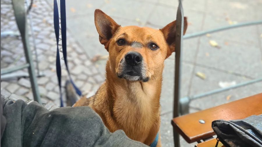 Merlin