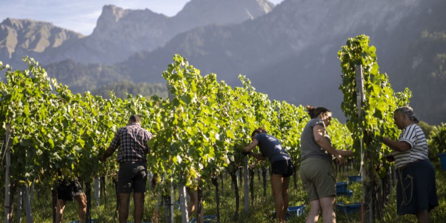 Die Weinlese wie hier in Jenins GR findet dieses Jahr wegen der grossen Hitze und Trockenheit fast einen Monat früher statt als üblich.