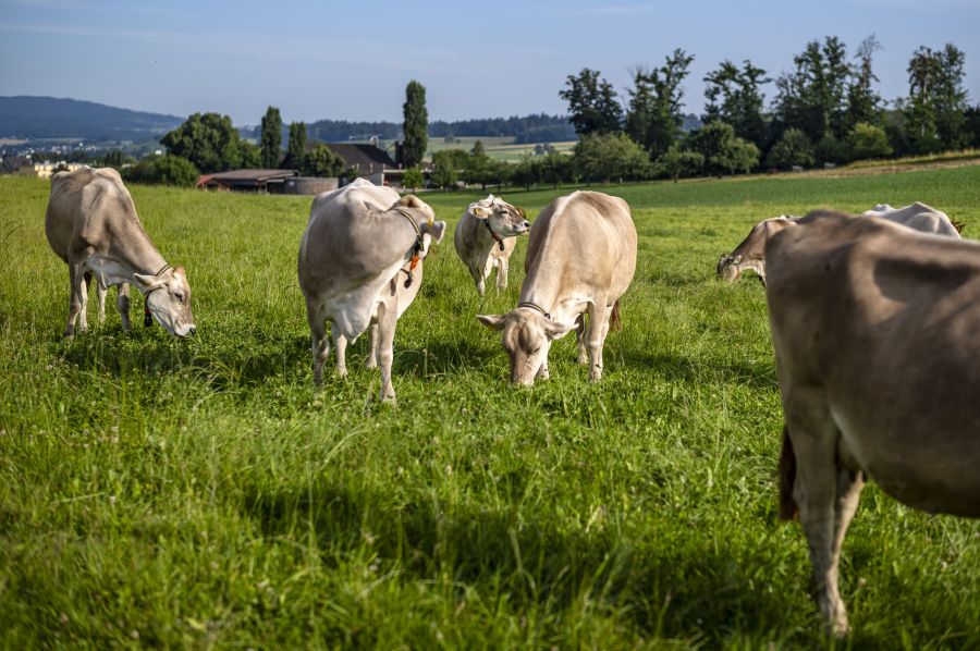 Der Schweizer Tierschutz sagt neu, welches Tierwohl-Label am besten ist.