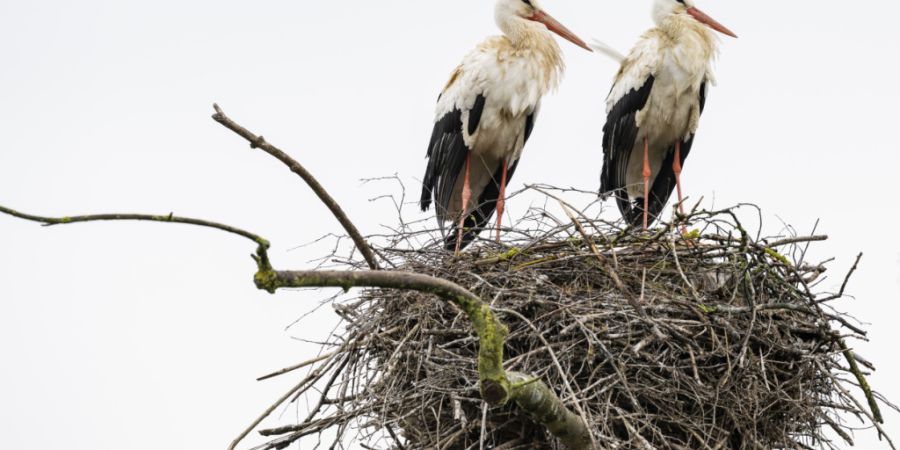 Statt die Reise nach Afrika anzutreten, überwintern immer mehr Störche direkt in der Schweiz. Das geänderte Zugverhalten und wirksame Schutzmassnahmen haben die Rückkehr der in der ...