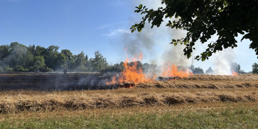 In Winden TG ist ein Weizenfeld in Brand geraten.