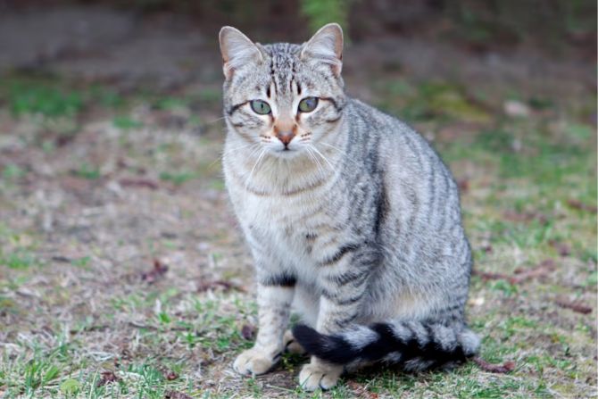 Katze