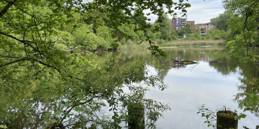 Der Binzmühleweiher ist seit 1982 geschützt.
