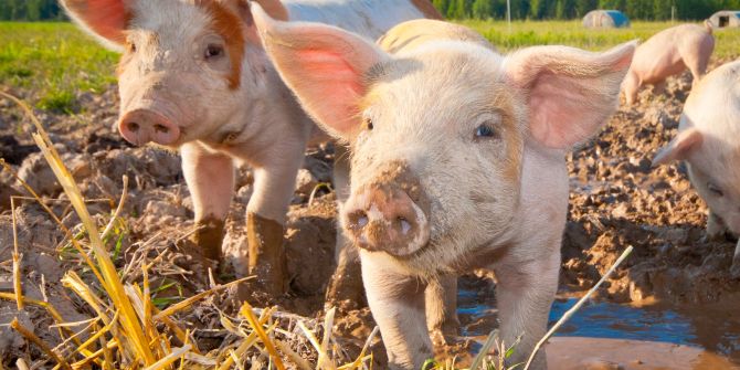 Schweine Ferkel Stroh