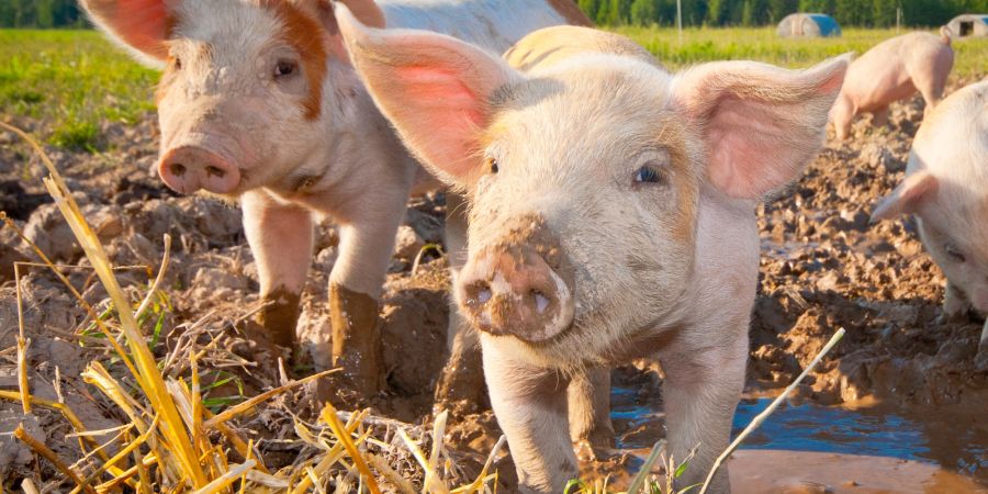 Schweine Ferkel Stroh