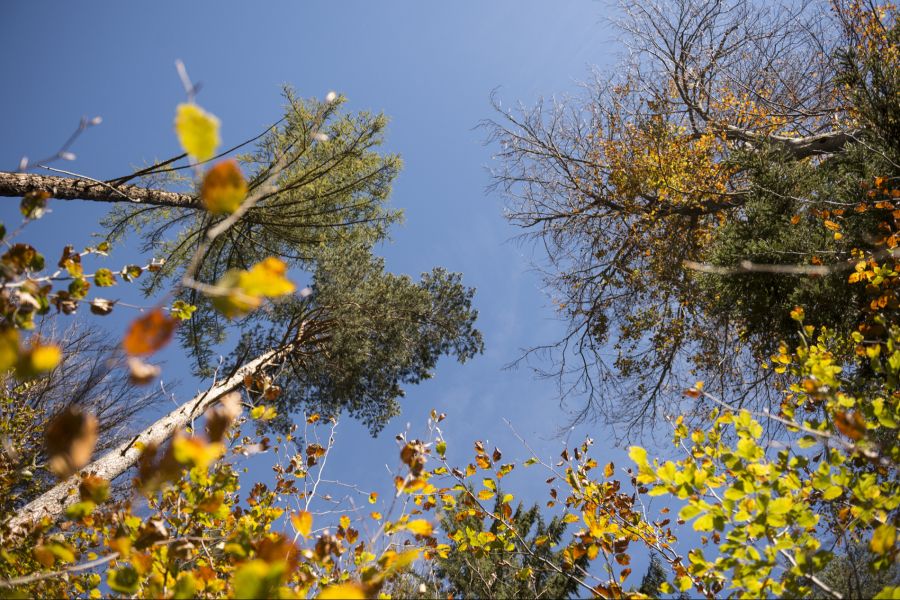 Schon jetzt sieht es teilweise aus wie im Herbst, die Blätter der Bäume verfärben sich und fallen ab.