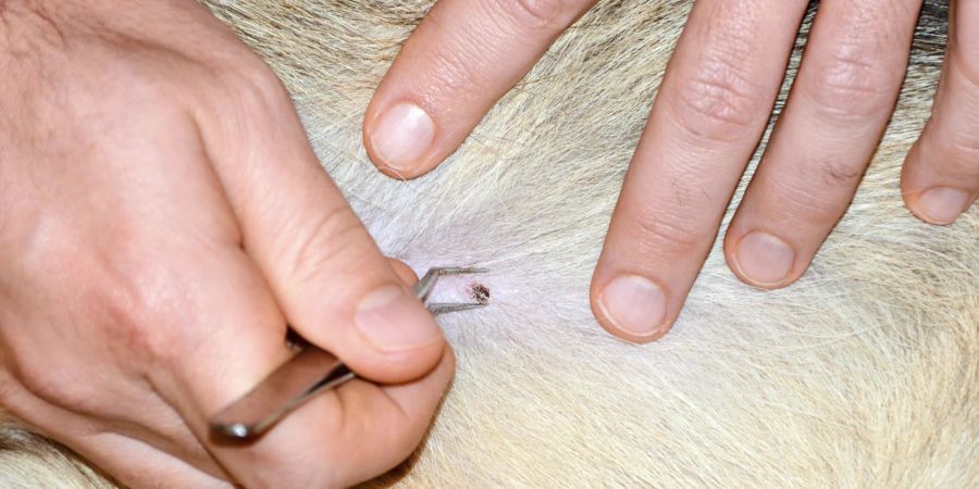 Wird eine Zecke im Fell des Hundes entdeckt, sollte sie vorsichtig entfernt werden.