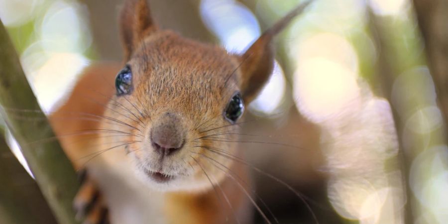 Nahaufnahme Eichhörnchen grosse Augen