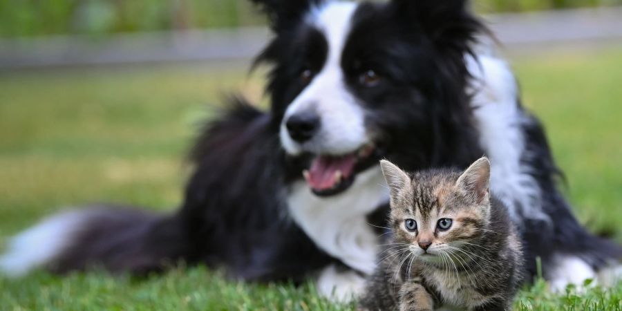 Extreme Züchtungen von Hunden und Katzen sollen in der EU gestoppt werden.