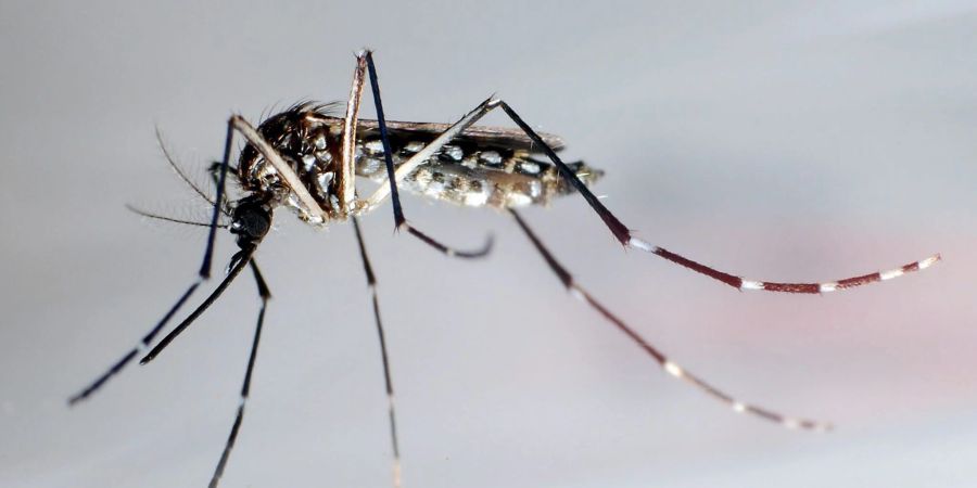 Eine Ägyptische Tigermücke: Sie überträgt Krankheiten wie Dengue-Fieber, Gelbfieber und Zika-Fieber. (Archivbild)