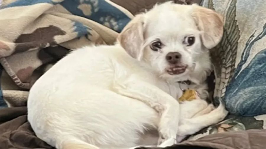Hund des ermordeten Ehepaars