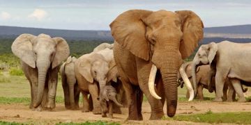 namibia elefant hunger dürre