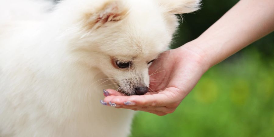 Hund bekommt Snack, Leckerli