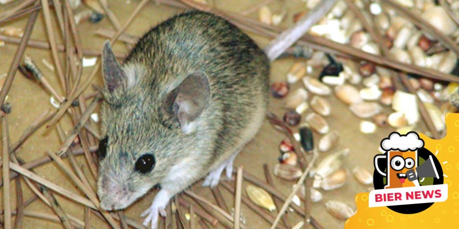 Maus