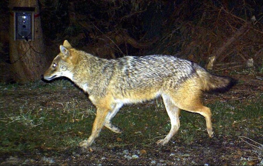 Ein Goldschakal, aufgenommen in Niederbayern.