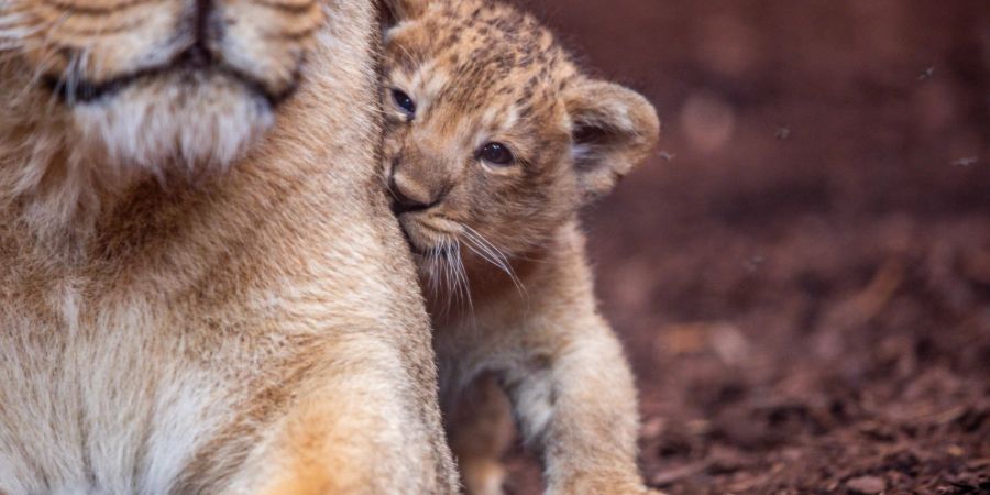 Der fast acht Wochen alte kleine Löwe aus dem Schweriner Zoo hat nun einen Namen. Er heisst Santosh. (Archivbild)