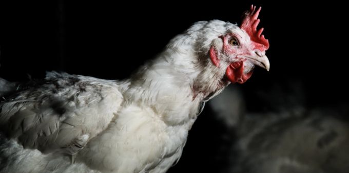 Masthühner werden teils zu Tausenden in engen Ställen gehalten – auch in der Schweiz. Ein enormer Stress für jedes einzelne der Tiere. Huhn Optigal dunkel