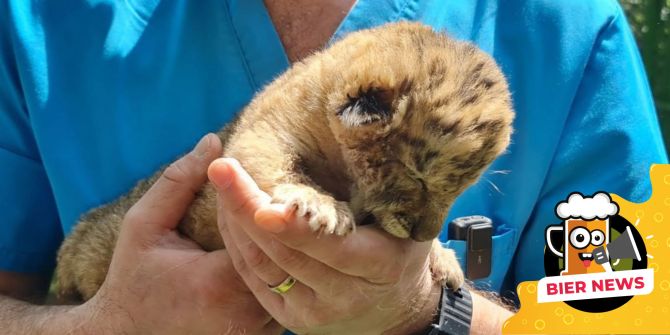 Liger-Baby