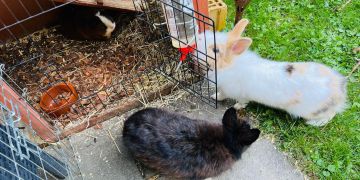 Kaninchen