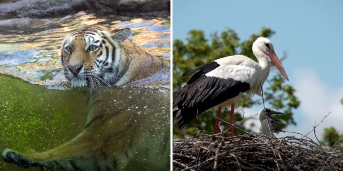 Tiger und Storch