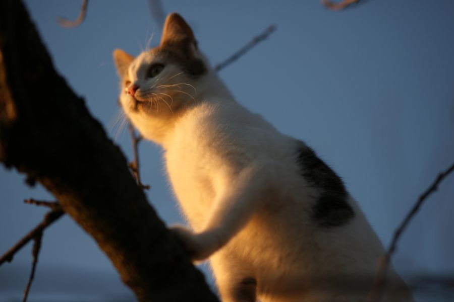 katze nachtaktiv