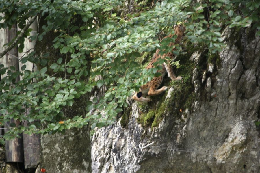 Bereits im Frühling sorgte mutmasslich ein Luchs für Aufsehen: Er soll im Aargau Hühner und Büsis angegriffen haben. (Archivbild)