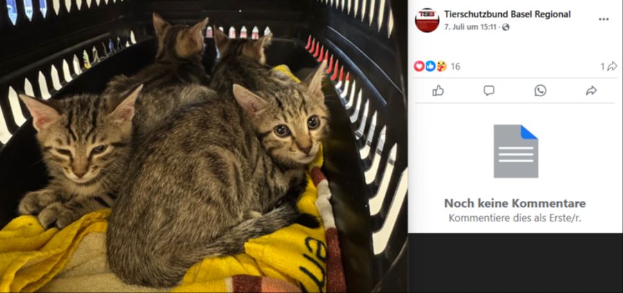 Die Finder brachten die Tiere in einer Transportbox ins Katzenheim.