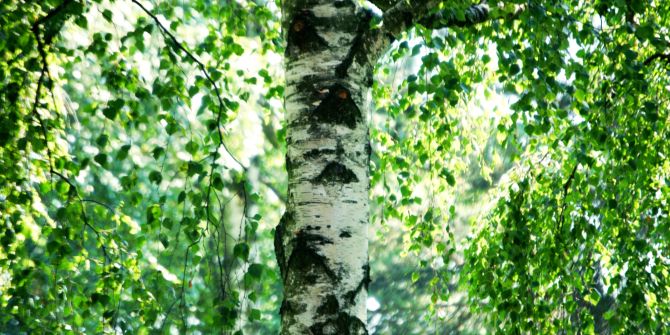 Birke Baum Blätter Stamm