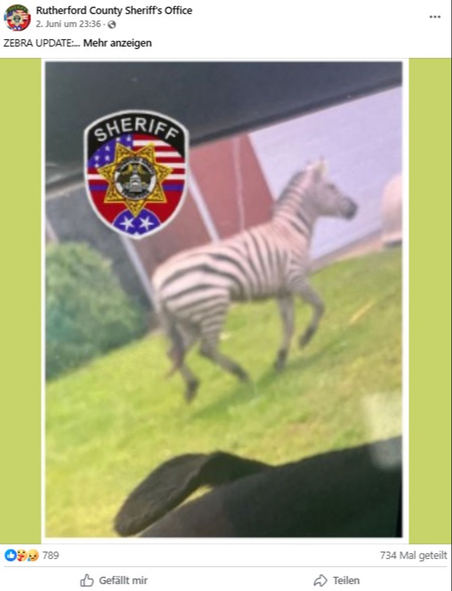 Zebra