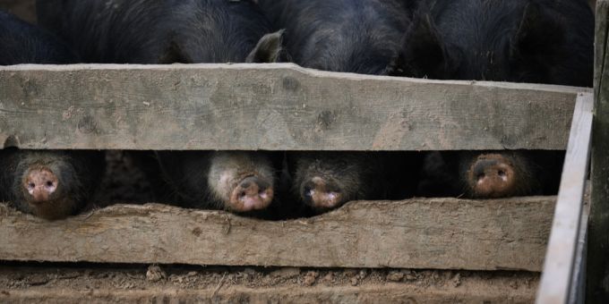 In Deutschland wird die Einführung des Tierhaltungslogos für Lebensmittel mit Schweinefleisch verschoben (Symbolbild). Lebensmittel
