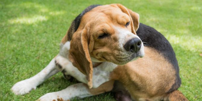 Hund mit Juckreiz