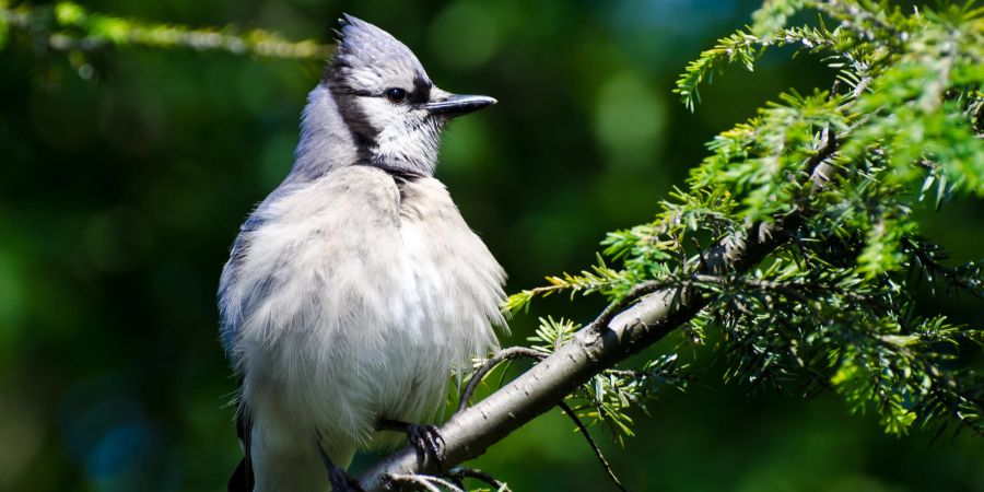 Vogel plustert sich auf