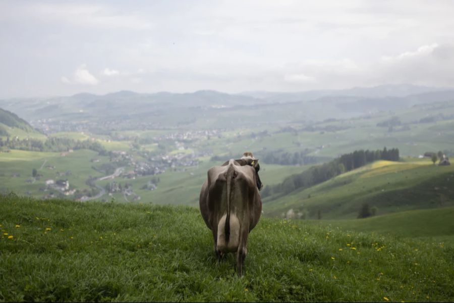 Denn auf den Alpen wächst das Gras kaum, es droht Futtermangel.