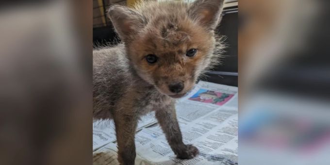 Nidwalden - Mann bringt «kleine Katze» ins Tierheim – es ist Fuchswelpe