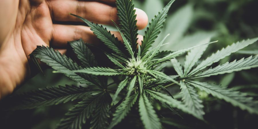 Cannabis bald in Buchser Apotheke abgegeben