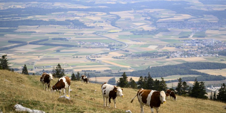 Das Vieh hat in diesem Sommer in der Schweiz stark unter der Dürre gelitten (Symbolbild).
