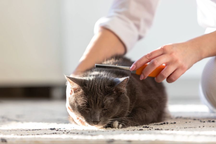 Fellpflege bei der Katze