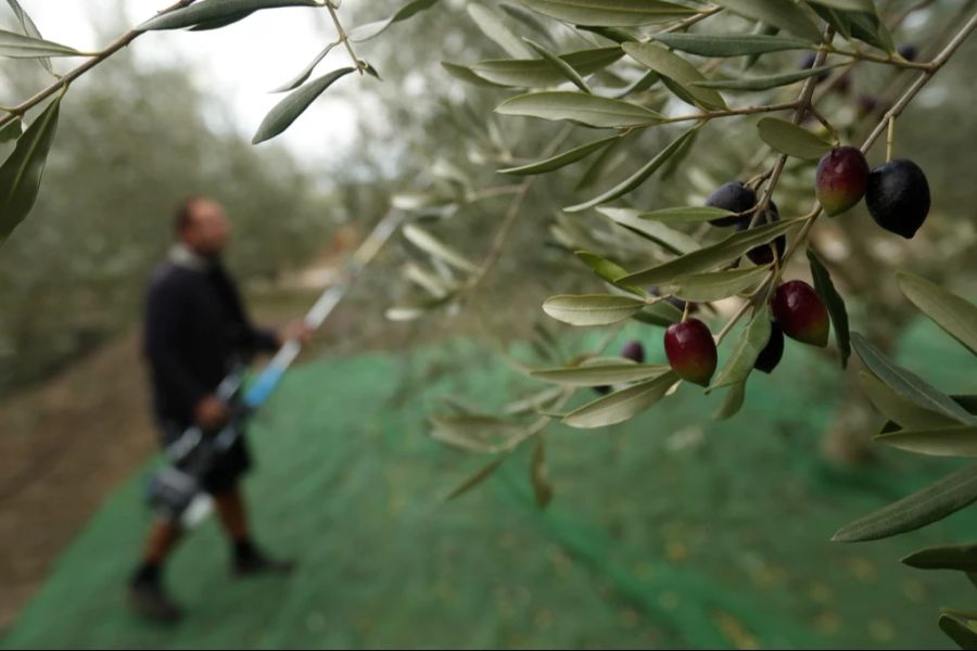 Grosse Teile der Olivenöl-Produktion wurden durch extreme Wetterumstände beschädigt.