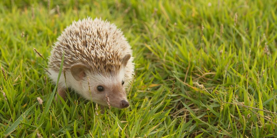 Igel Rasen Garten Natur