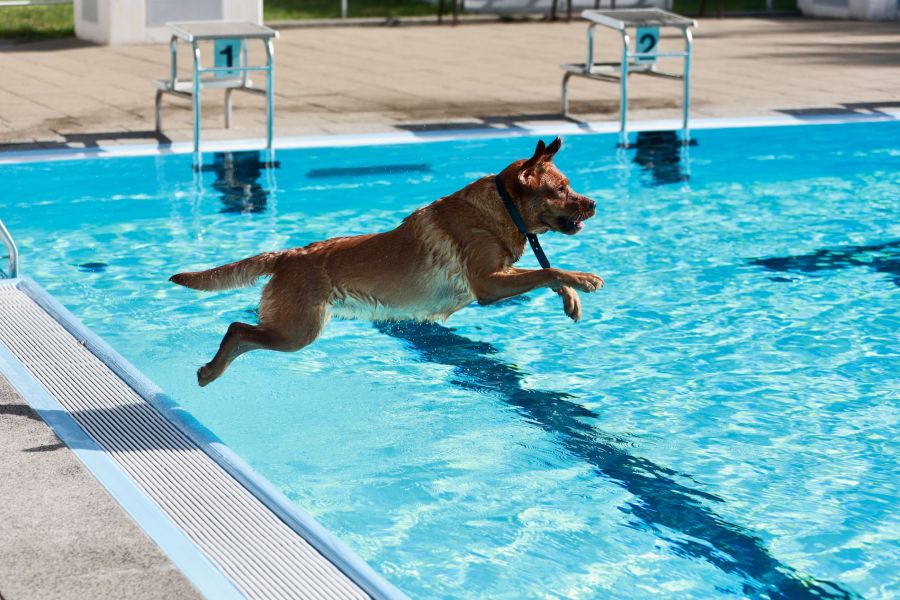 Ein Zürcher Hundehort bietet Luxus für Vierbeiner – und hat sogar eine Warteliste.